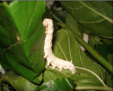 silkworm mulberry biovision infonet sericulture